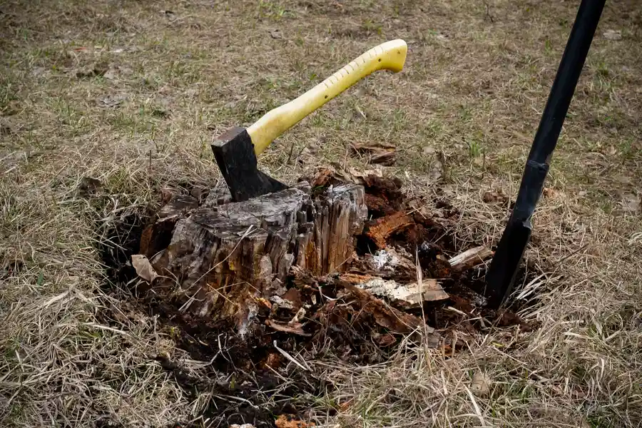 How Stump Removal Improves Soil Health And Lawn Growth Townsend, GA How Stump Removal Improves Soil Health And Lawn Growth Townsend, GA