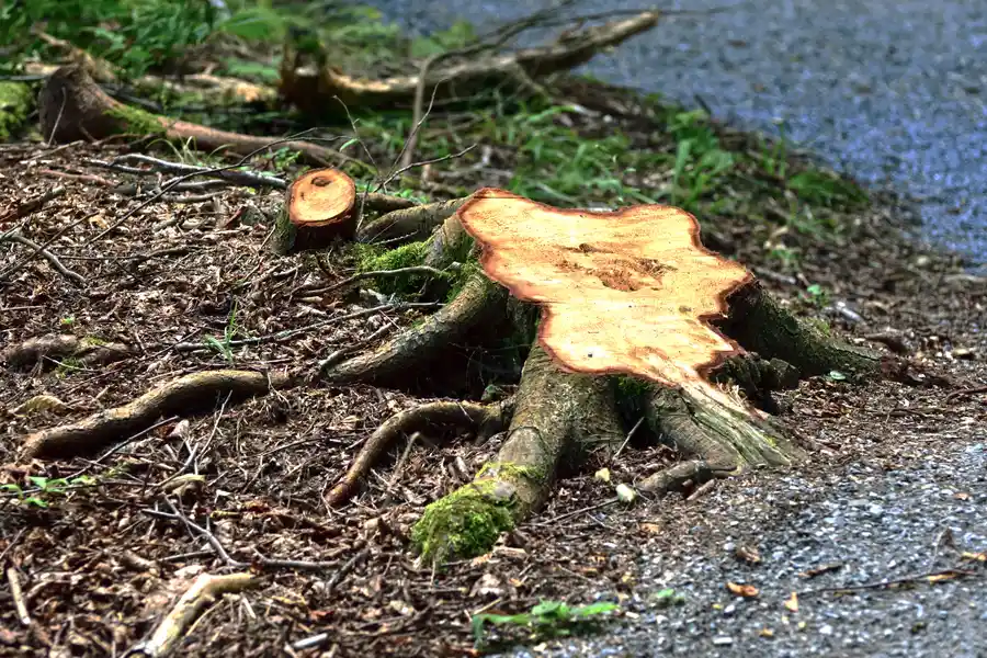 How Stump Removal Improves Soil Health And Lawn Growth in Townsend, GA How Stump Removal Improves Soil Health And Lawn Growth in Townsend, GA