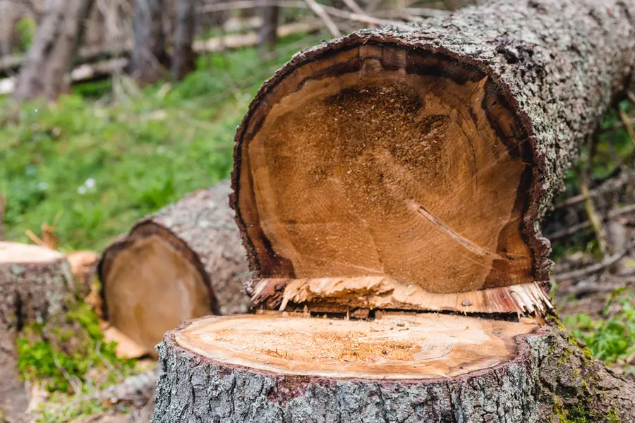 How Tree Cutting Services Reduce Fire Hazards On Properties in Townsend, GA How Tree Cutting Services Reduce Fire Hazards On Properties in Townsend, GA