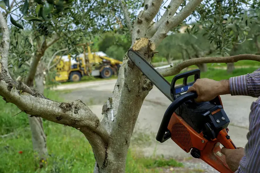 The Benefits Of Regular Tree Trimming For Landscape Design Townsend, GA The Benefits Of Regular Tree Trimming For Landscape Design Townsend, GA