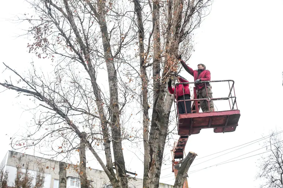 The Benefits Of Regular Tree Trimming For Landscape Design in Townsend, GA The Benefits Of Regular Tree Trimming For Landscape Design in Townsend, GA