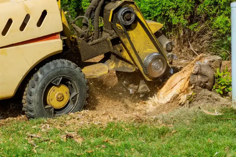 The Tree Stump Grinding Process Explained For Homeowners Townsend, GA