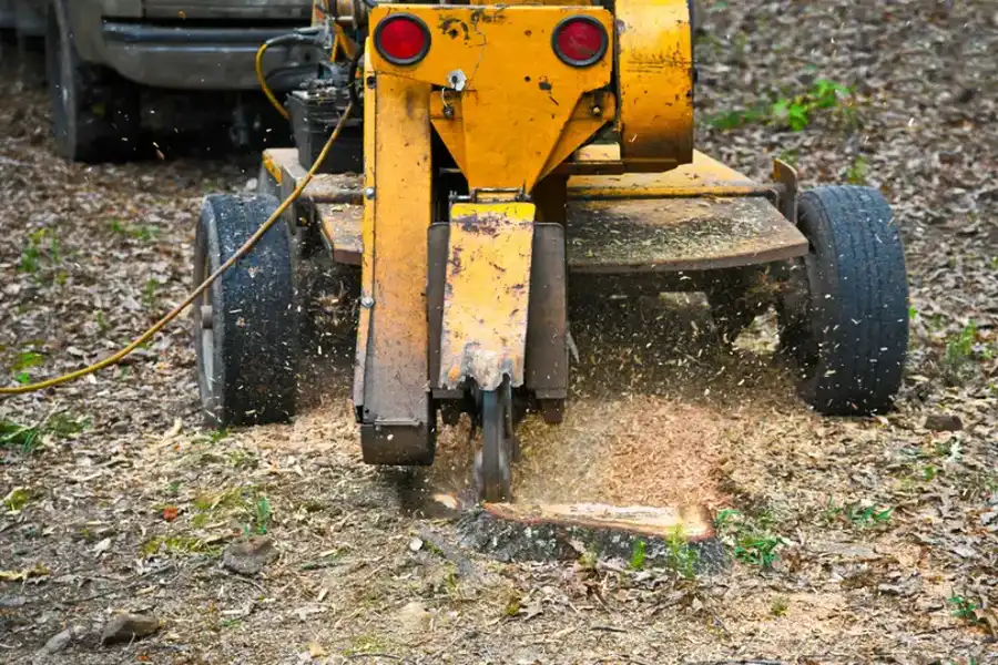 The Tree Stump Grinding Process Explained For Homeowners in Townsend, GA