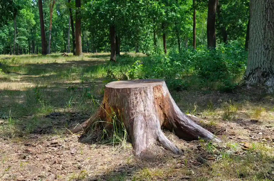 Why Stump Removal Is Essential After Tree Removal Townsend, GA