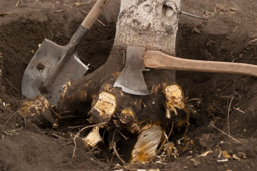 Why Stump Removal Is Essential After Tree Removal in Townsend, GA