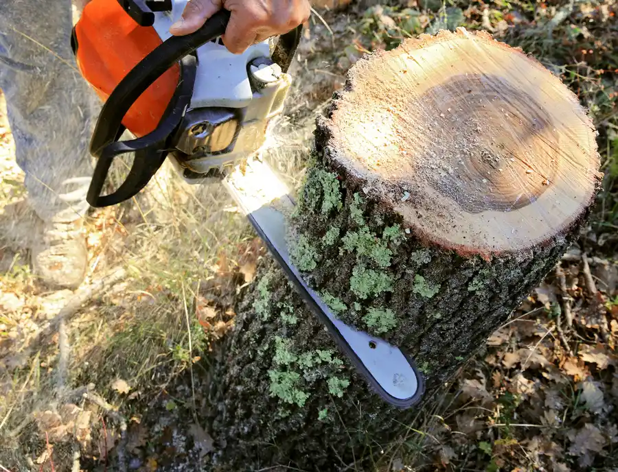 Why You Should Hire Professionals For Tree Cutting in Townsend, GA Why You Should Hire Professionals For Tree Cutting in Townsend, GA