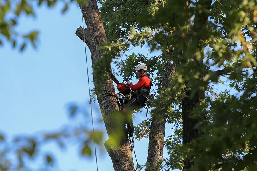 Your Reliable Tree Expert in Townsend, GA