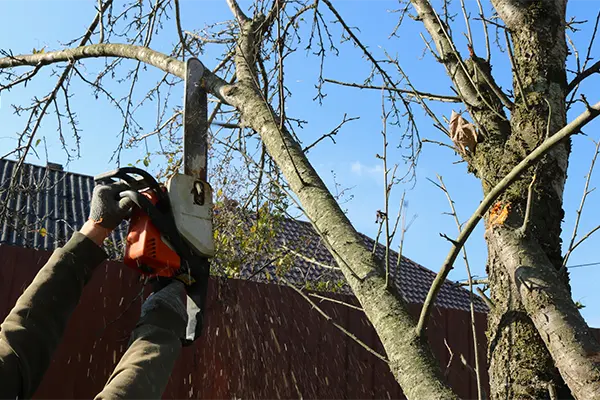 Professional Tree Care Townsend's Other Services