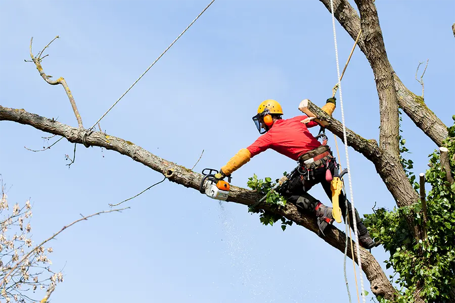 Professional Tree Service