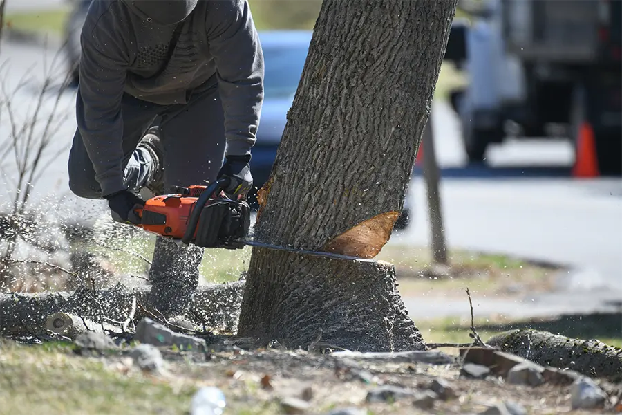 Professional Tree Service