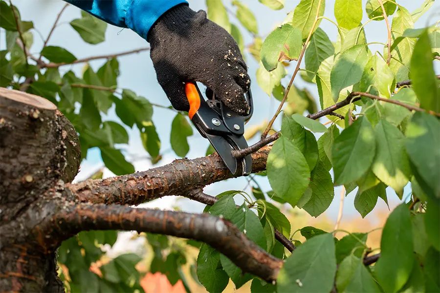 Professional Tree Service
