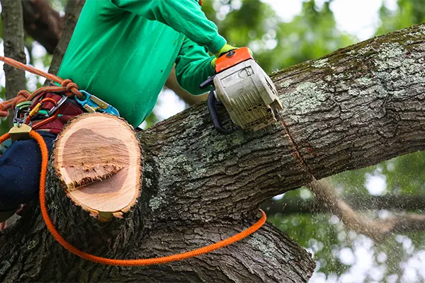Tree Cutting Services
